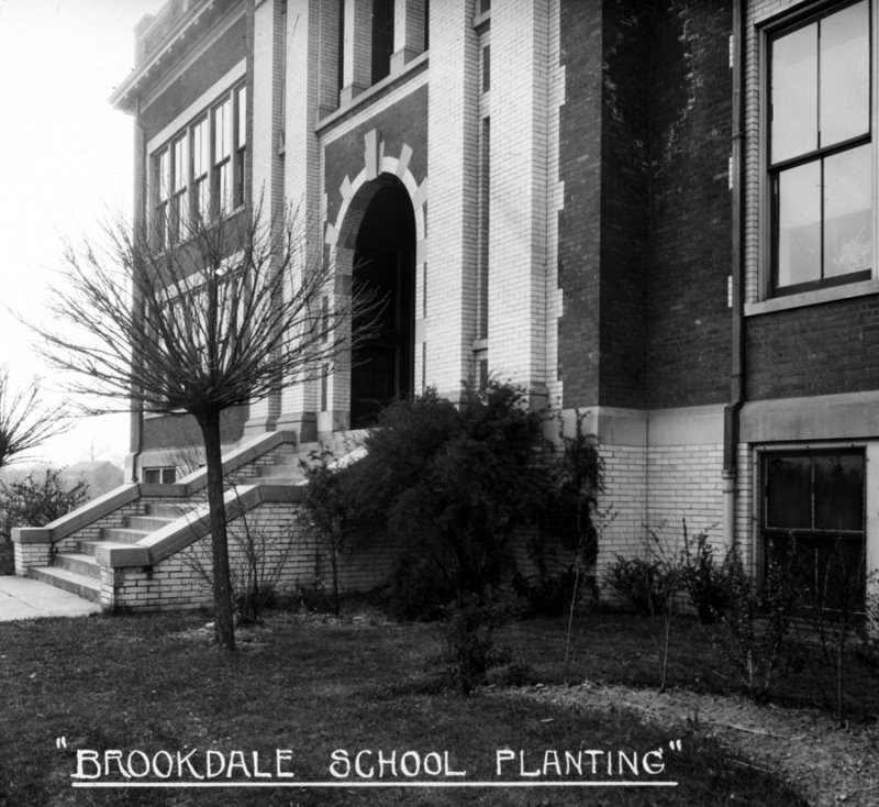Brookdale School Planting